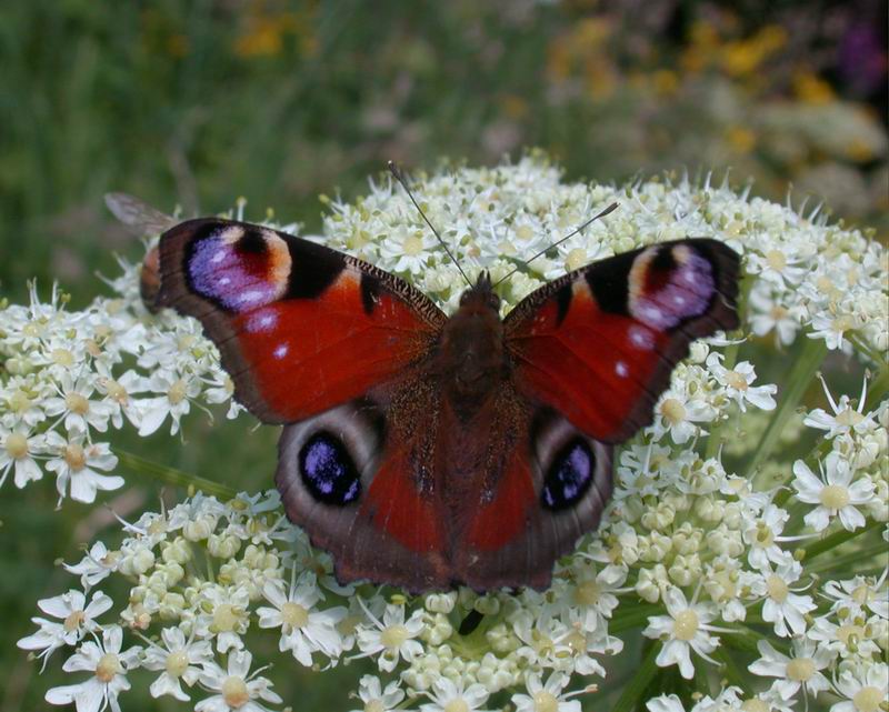 Aglais io